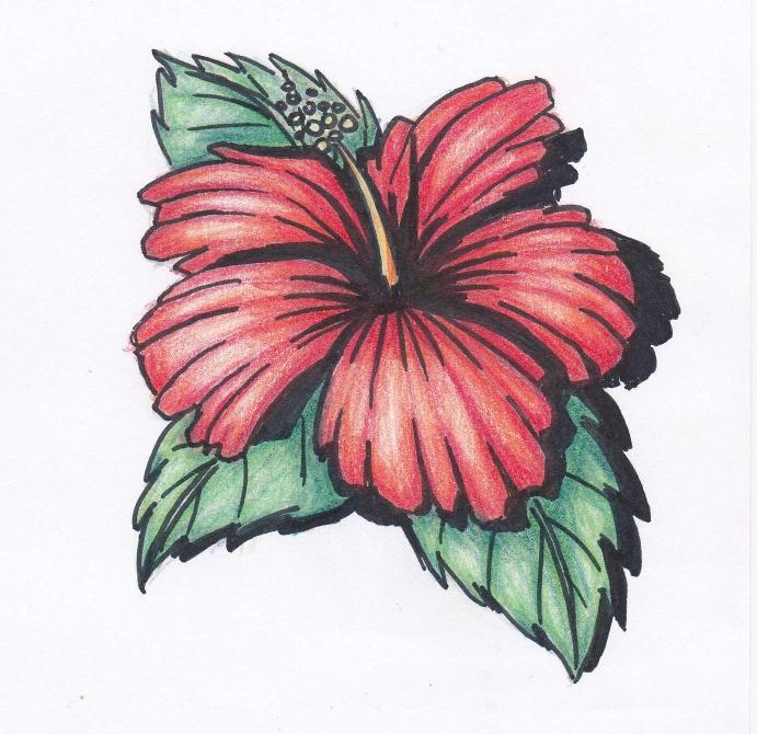 Hawaiian Flowers Drawings - Gallery