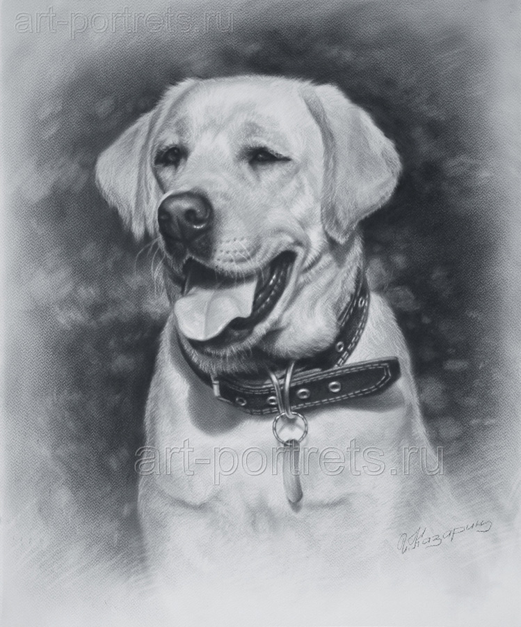 Drawing of dog face. Realistic drawing of dog. Pet portrait dog