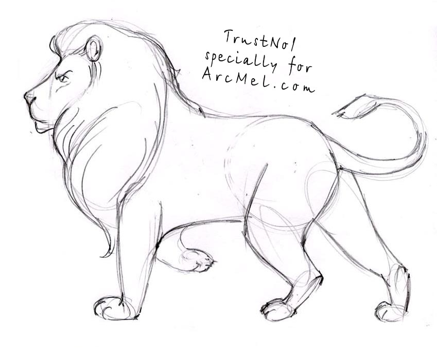 how to draw a realistic lion step by step in pencil