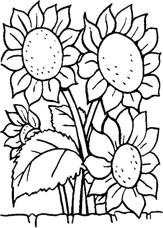 Pix For  Sunflower Line Drawings