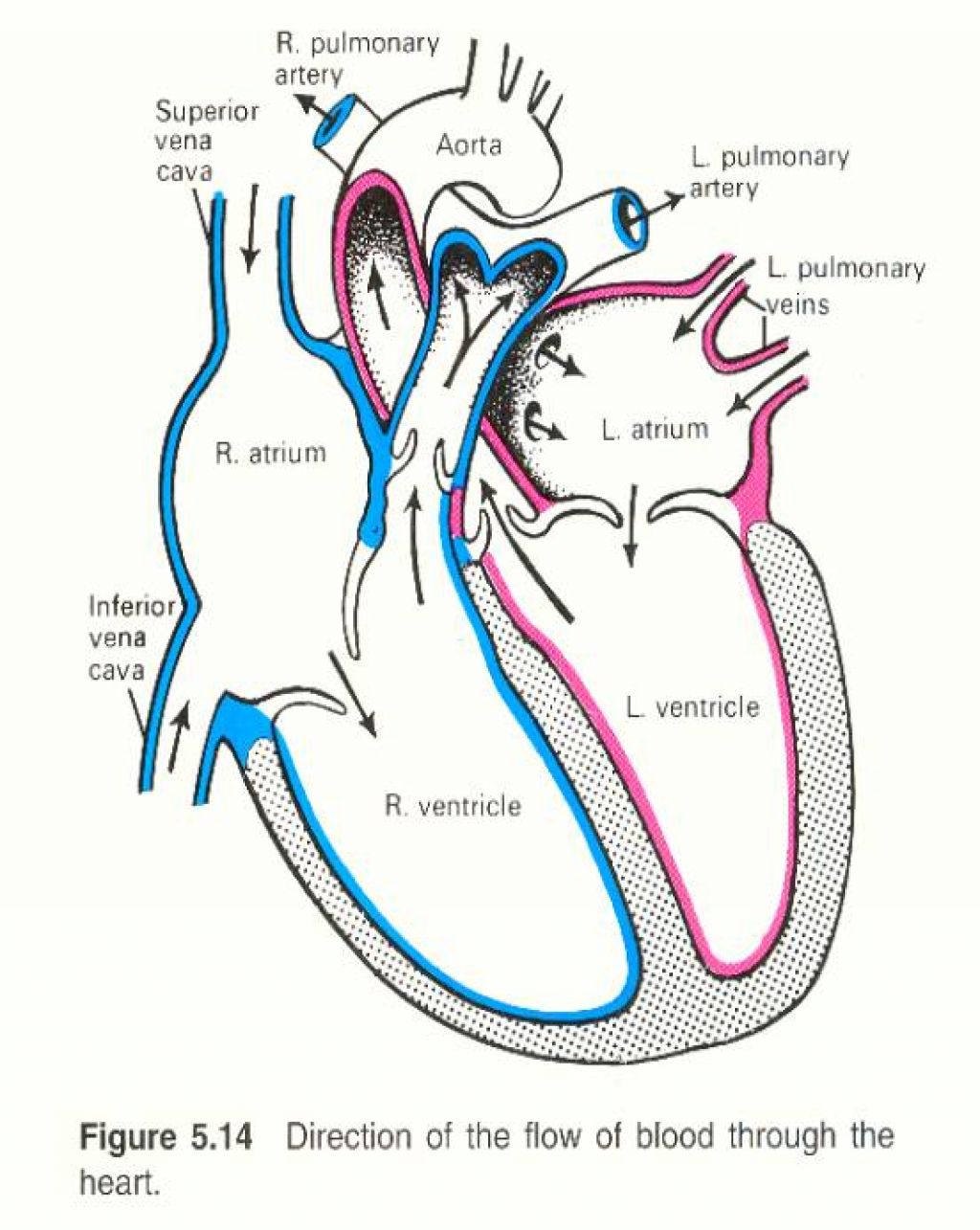 deer heart anatomy