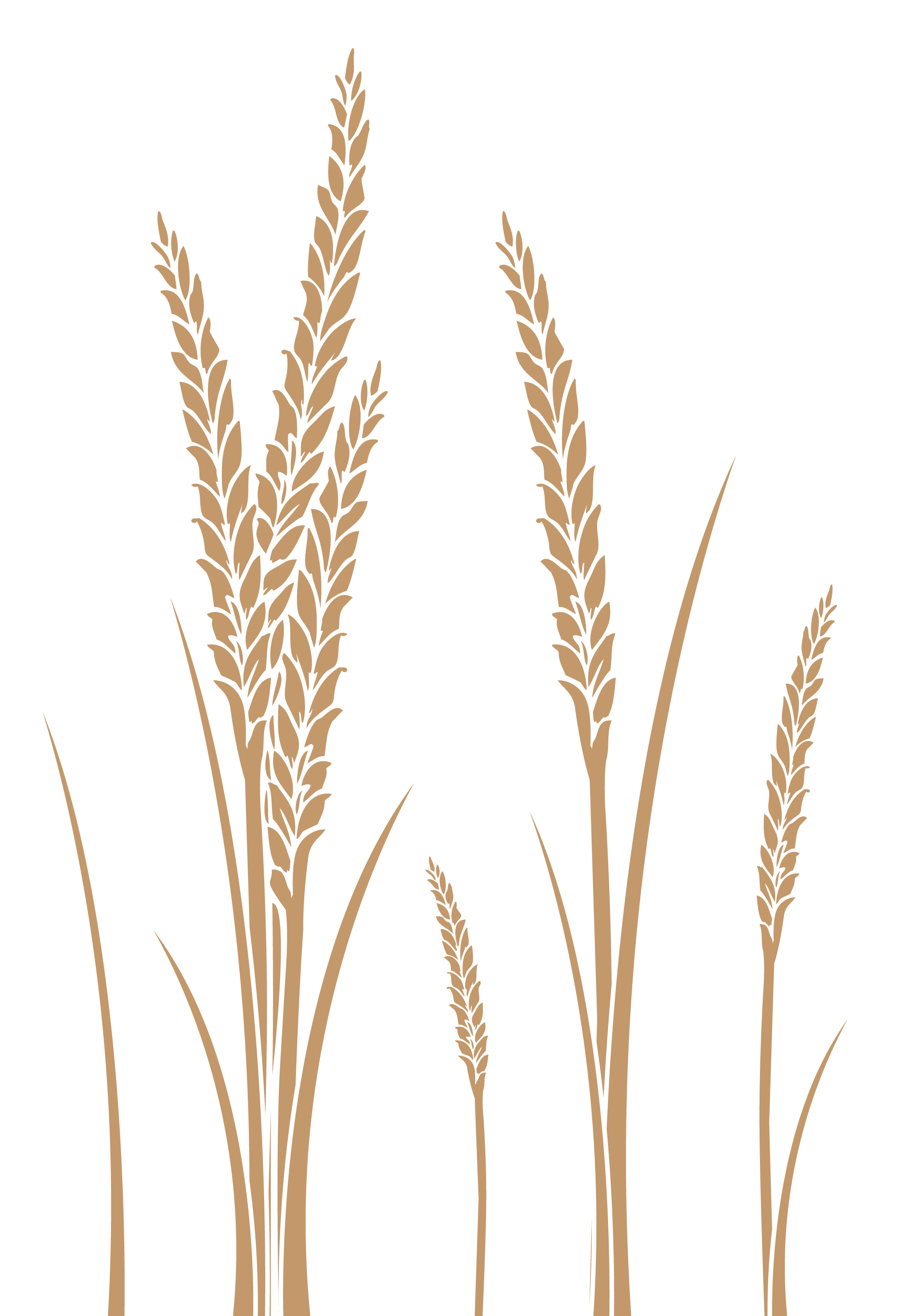 Free Wheat Vector, Download Free Wheat Vector png images, Free ClipArts