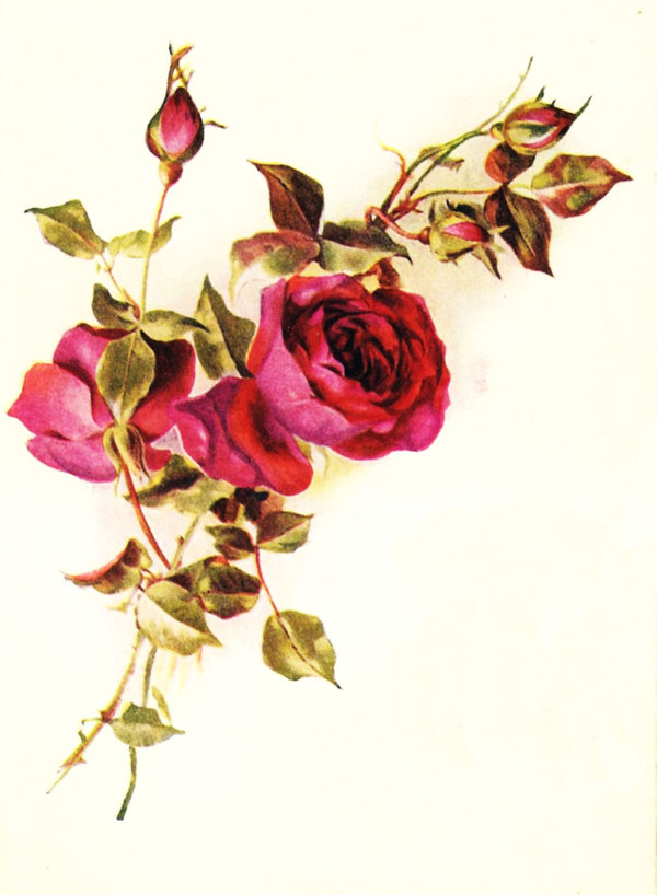 Clipart library: More Like Vintage roses red by jinifur