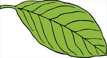 Free oval-leaf Clipart - Free Clipart Graphics, Images and Photos 