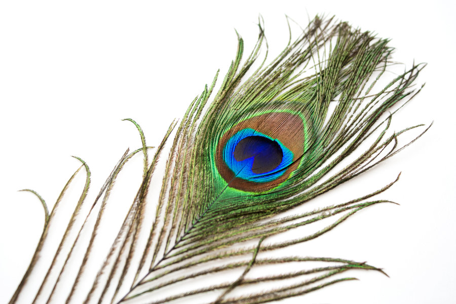 Clipart library: More Artists Like Peacock Feather 1 by HKPasseyStock