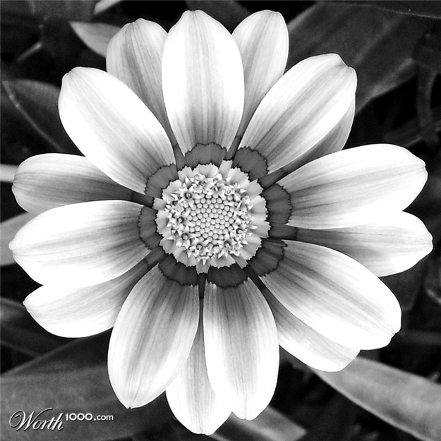 Intermediate: BW Flowers and Plants - Worth1000 Contests