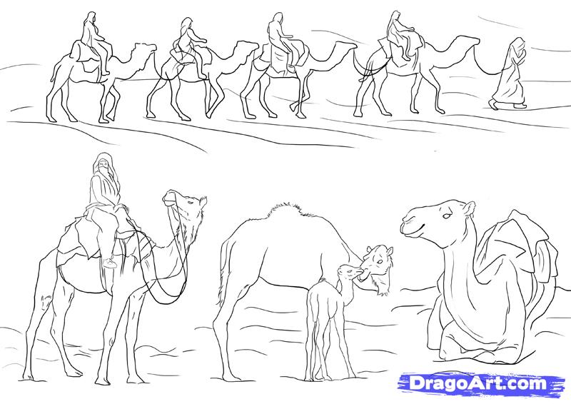camel coloring camels caravan desert draw step drawing animal clipart dragoart drawings animals library
