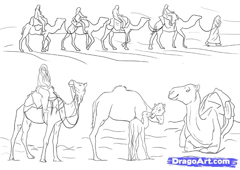 Free Drawing Of Animal Camel In Desert, Download Free Drawing Of Animal