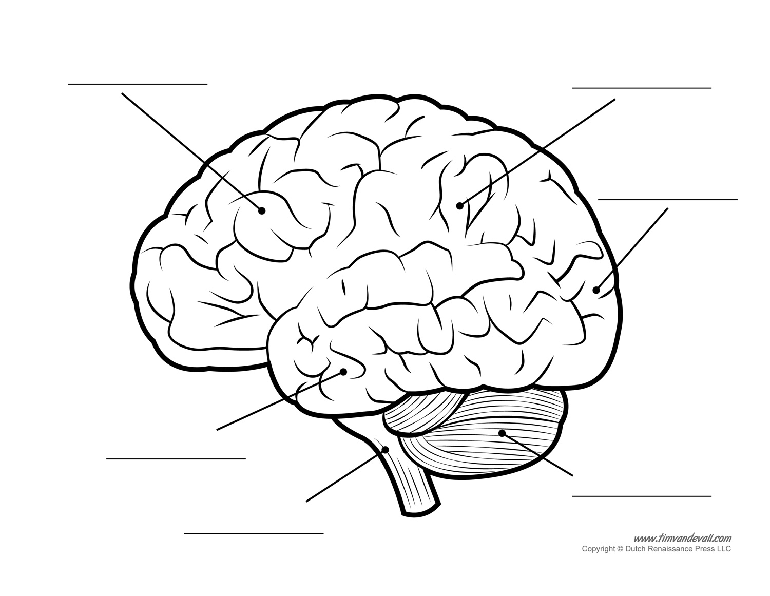 anatomically correct brain coloring pages