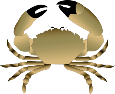 Menippe mercenaria (Florida Stone Crab) - Crustaceans - Vector 