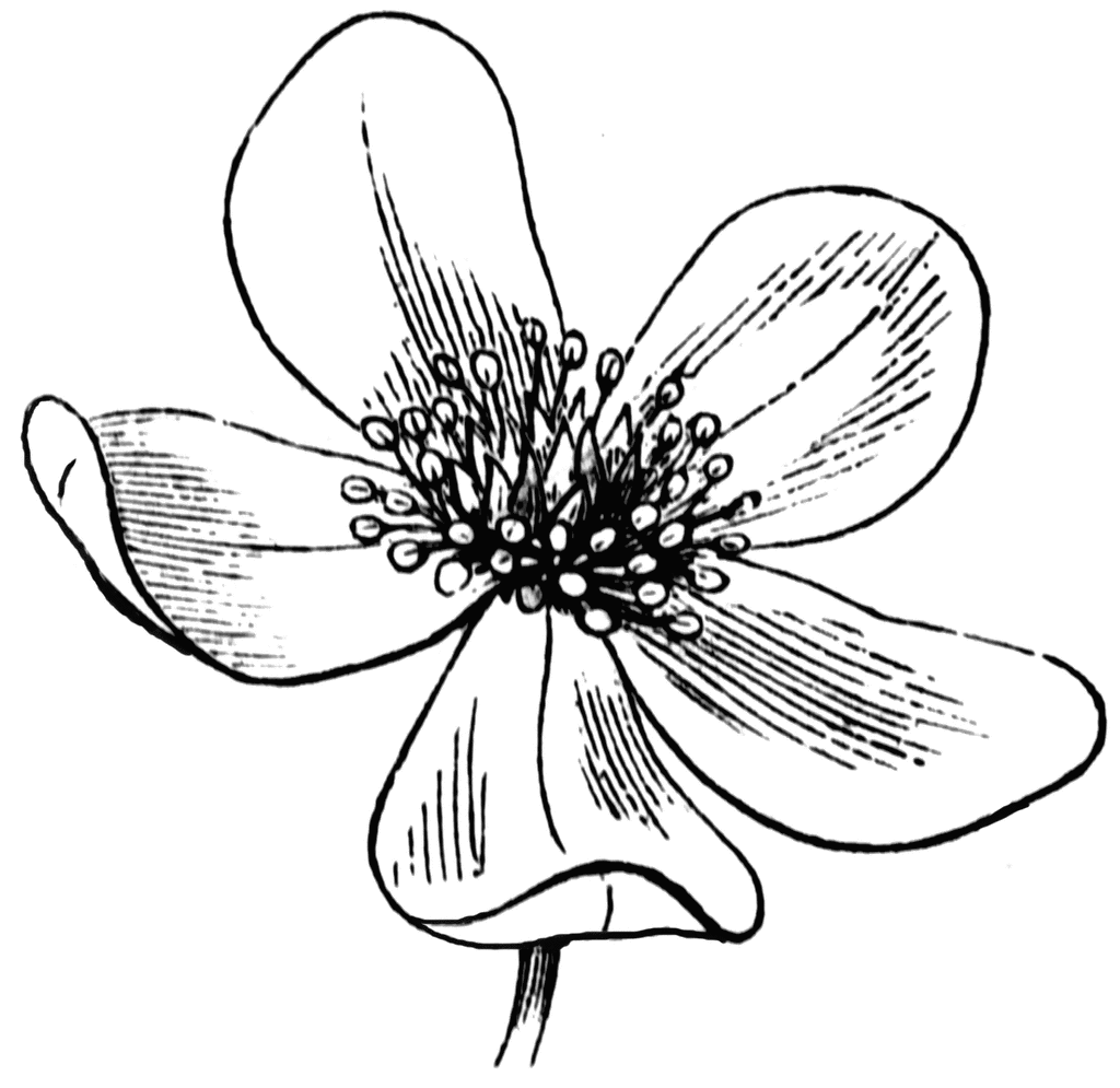 Free Line Drawing Of A Flower, Download Free Clip Art