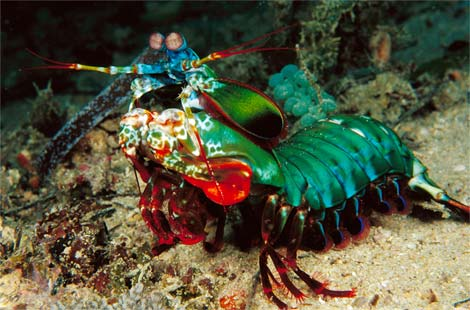 Mantis shrimp - Animals Photo (32849225) - Fanpop