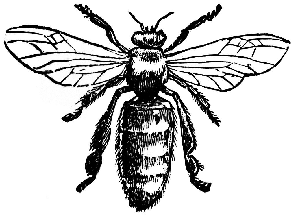 clip art bee line drawing - photo #13