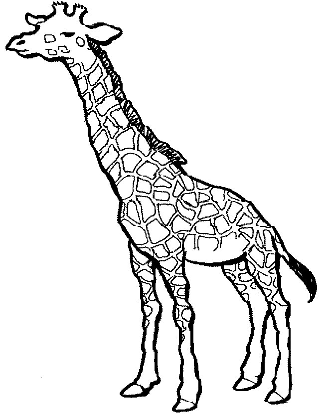 Giraffe Coloring Pages | ColoringMates.