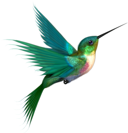 hummingbird graphics and comments