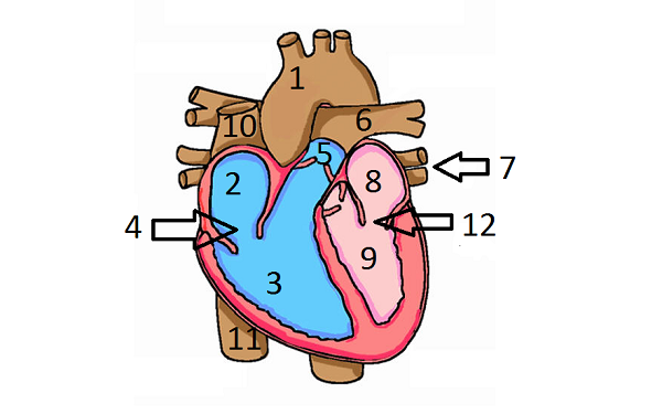 human heart diagram | Healthy Blog