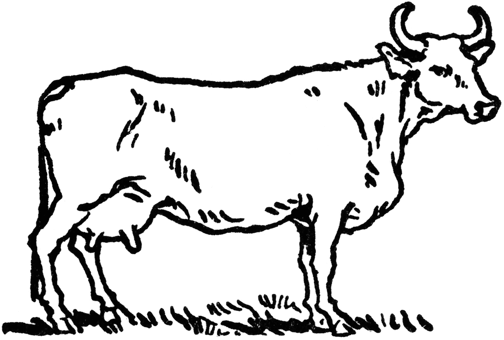 Female Cow with Horns | ClipArt ETC