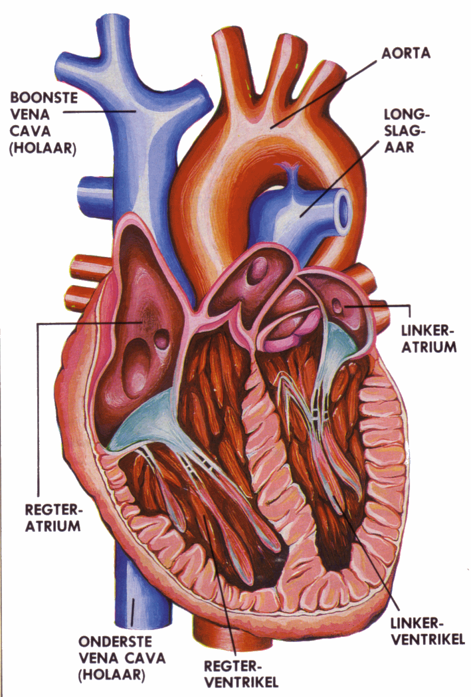 Free Heart Human, Download Free Heart Human png images, Free ClipArts