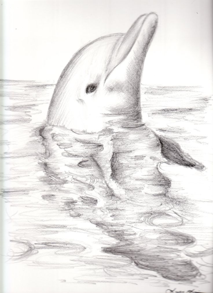 Dolphin drawing | Drawings | Clipart library