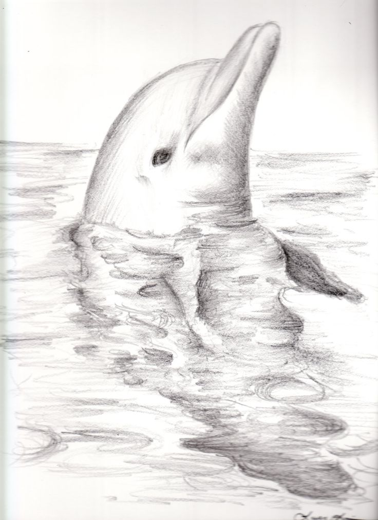 realistic dolphin drawing