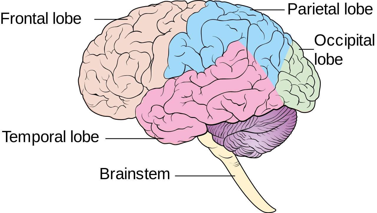 free-brain-diagram-download-free-brain-diagram-png-images-free