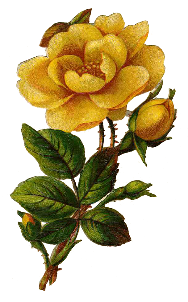 Leaping Frog Designs: Vintage Yellow Rose Free PNG Image