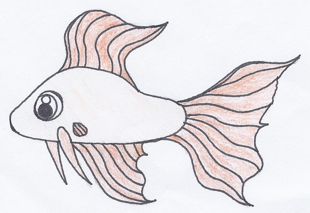 how-to-draw-a-realistic-fish-the-following-are-fishes-drawing-lessons