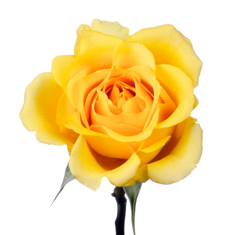 clipart of yellow roses - photo #48