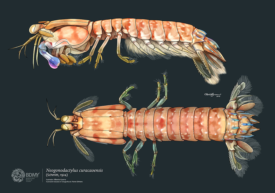 Clipart library: More Like Alpheus inmaculatus by albertoguerra