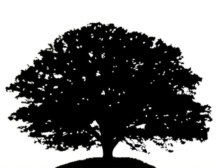 tall tree and man silhoette | tree silhouette oak tree | invite 