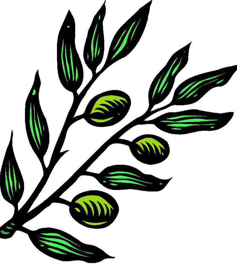 Pin Branch Clip Art Images Dove With Olive Stock Photos Clipart 