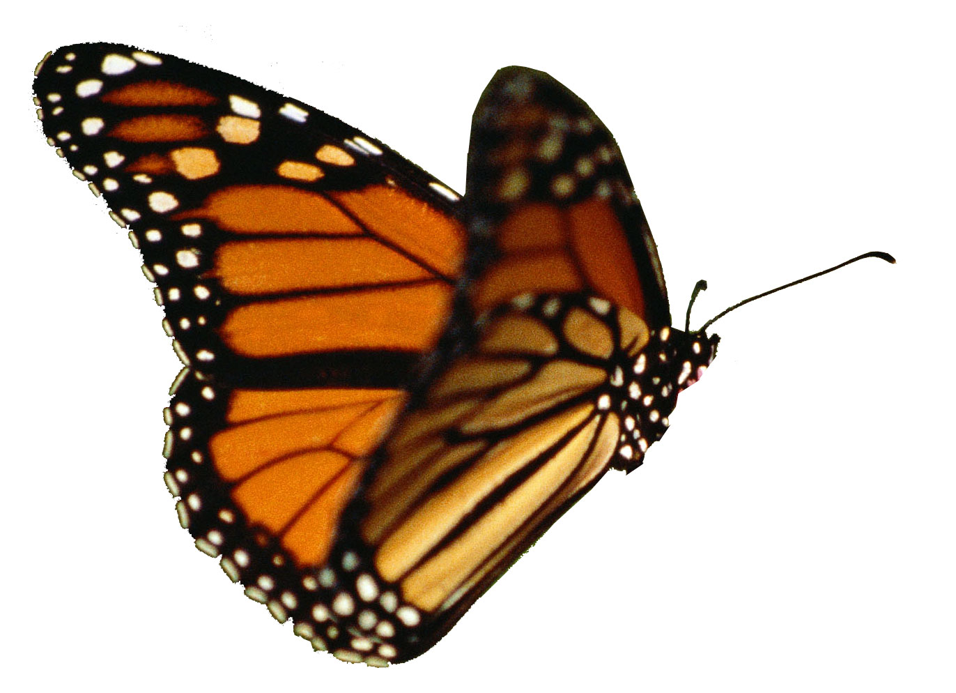 Monarch Butterfly Clipart | clip art, clip art free, clip art 
