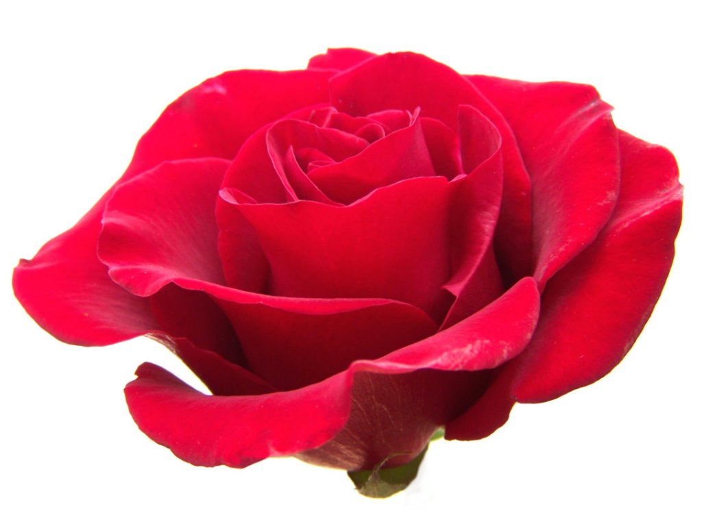 Red Rose Graphics - Clipart library