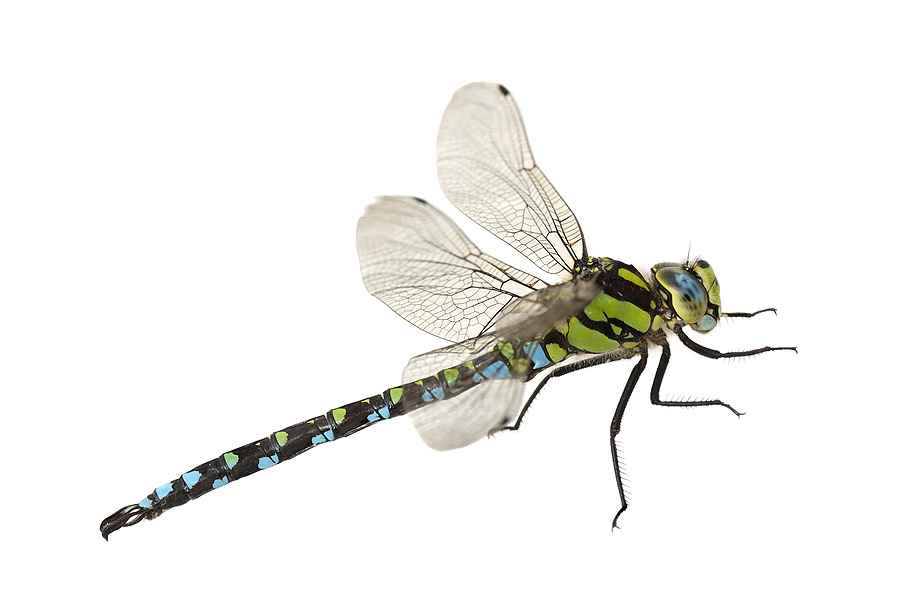 Dragonflies - Pest Control, Facts  Information | pest-control.com
