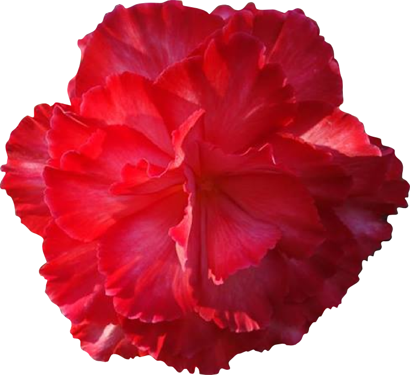 Clipart - Big Pink Flower