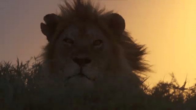 Free Lion Animated, Download Free Lion Animated png images, Free