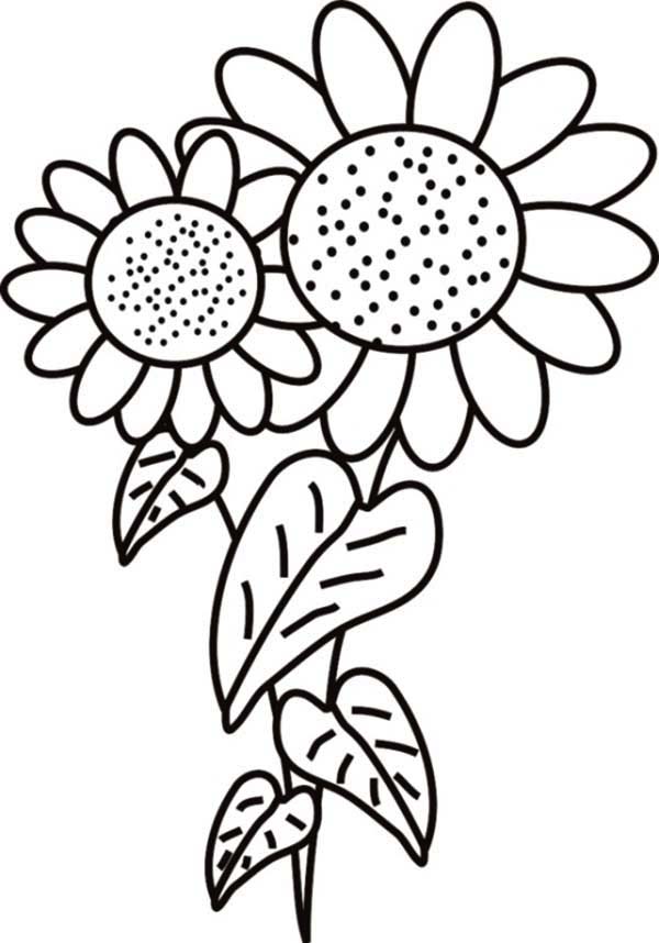 Free Sunflower Coloring Page, Download Free Clip Art, Free ...
