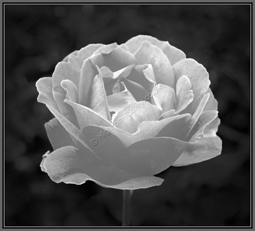 Rose in Black and White fine art photo
