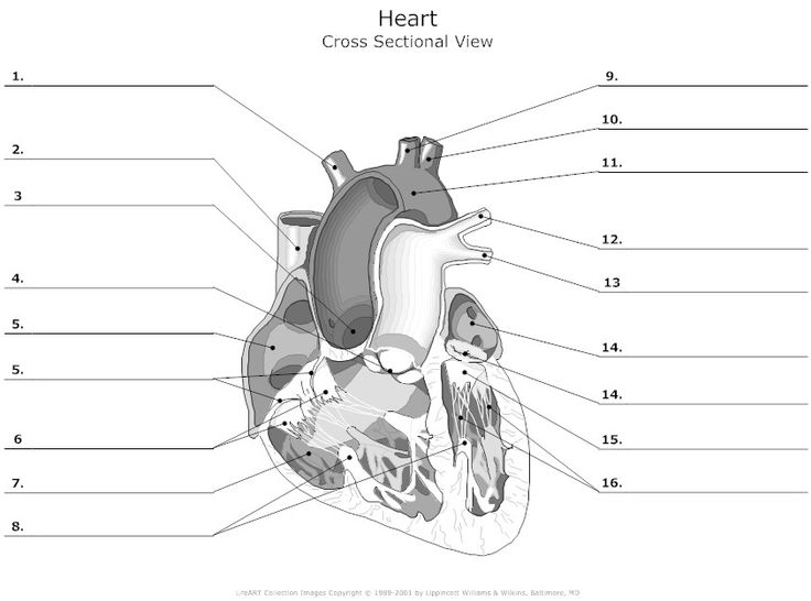 Cross Sectional View of the Human Heart Unlabeled | the heart 