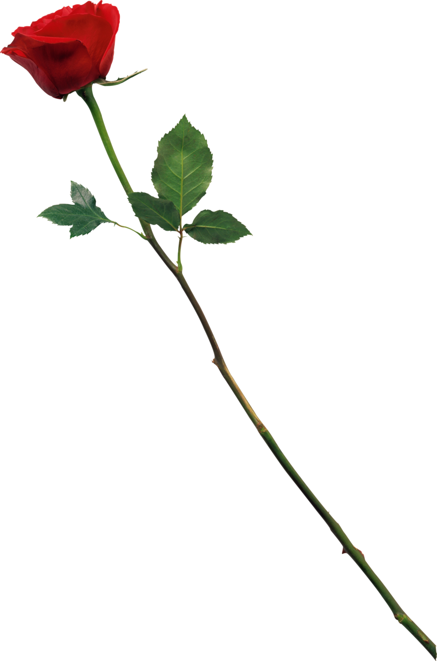 Free Long Stem Rose Png Download Free Long Stem Rose Png Png Images Free Cliparts On Clipart Library