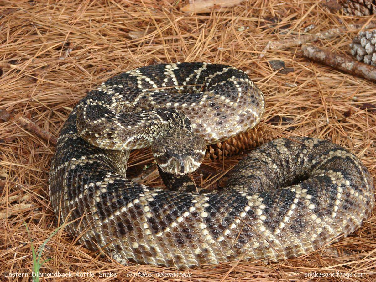 First-Aid For A Snake Bite - Mobal