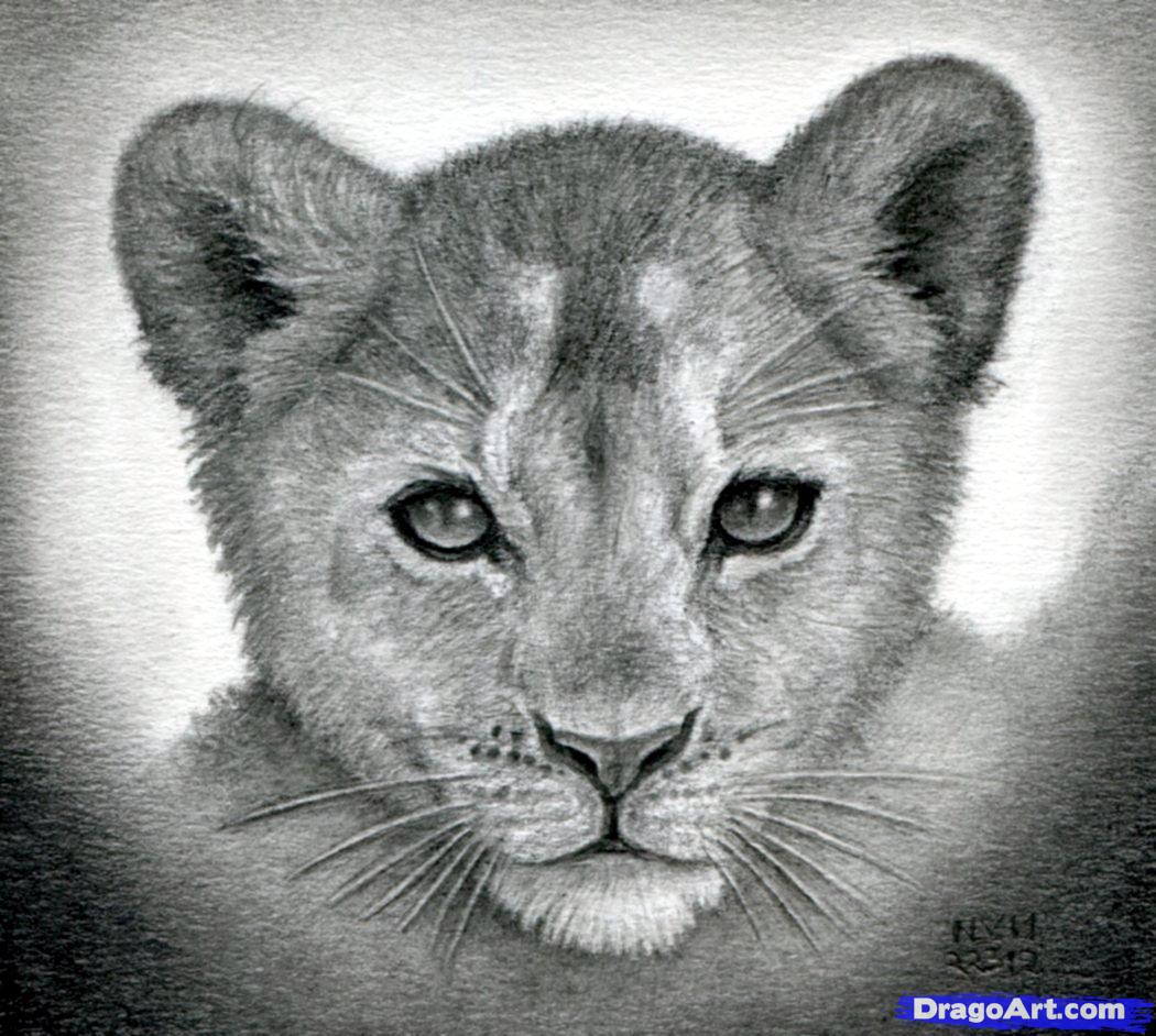 Free How To Draw A Lion, Download Free How To Draw A Lion png images