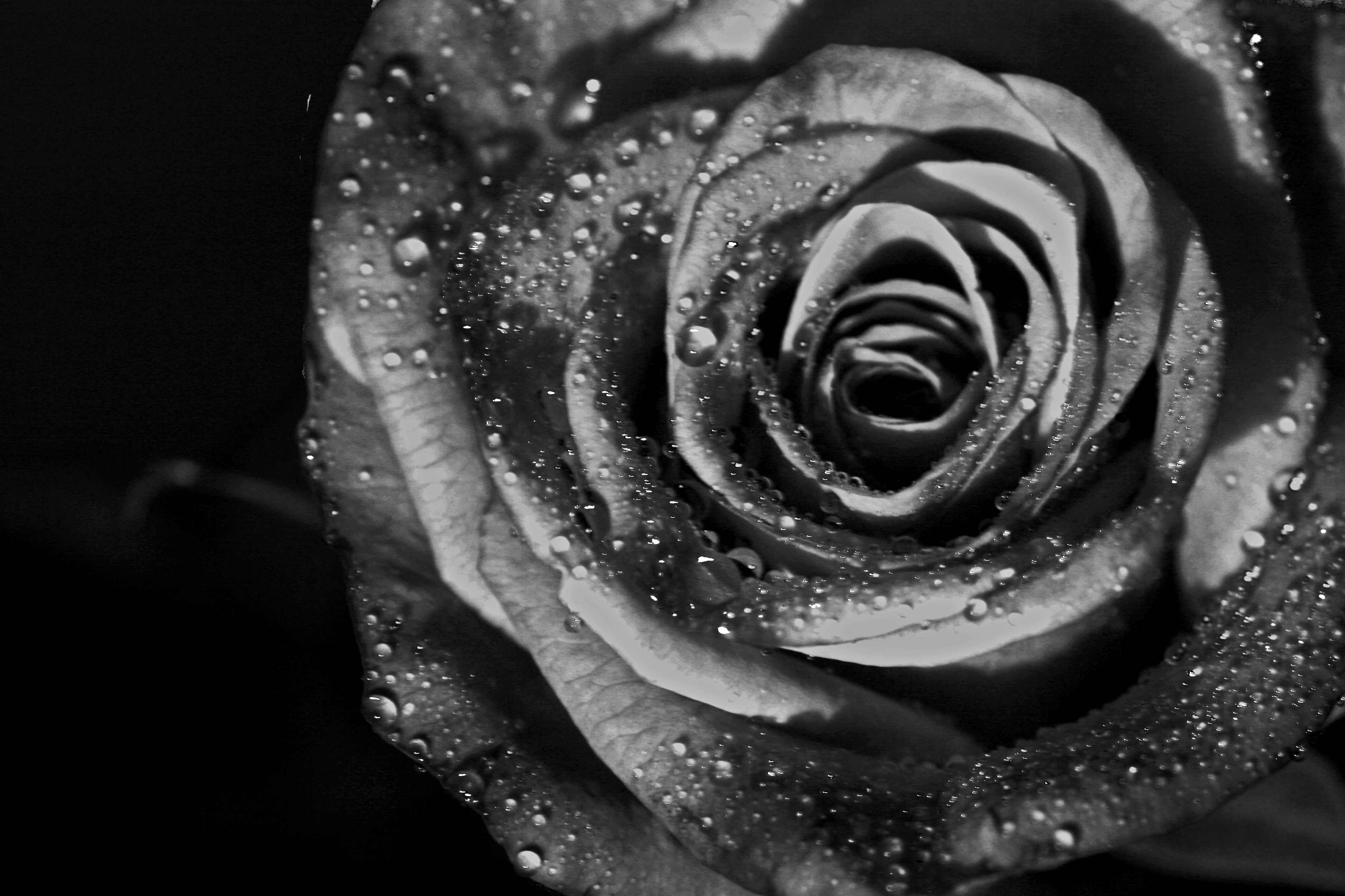 Download Black And White Rose Wallpaper Gallery
