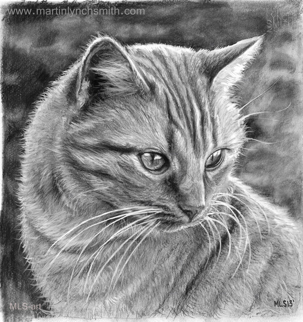 Realistic Pictures Of Cats To Draw