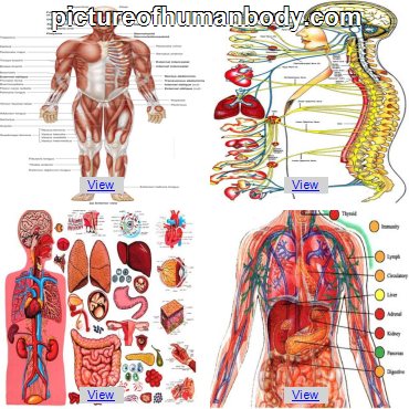 human anatomy back view organs