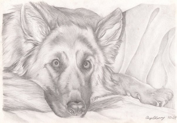pencil drawing of dog by angelfaces1986 on Clipart library