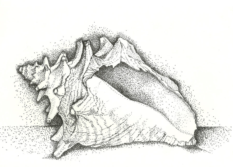 conch shell drawing lord of the flies - Clip Art Library