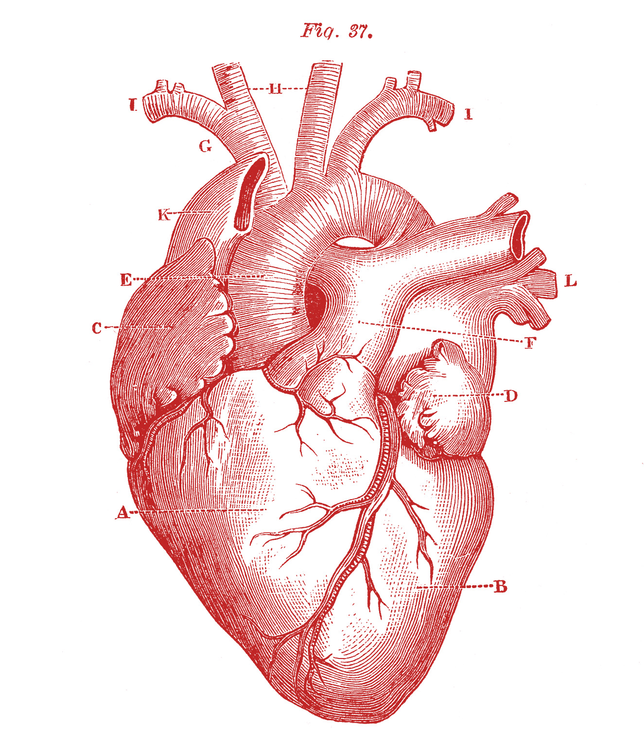 Royalty Free Images - Anatomical Heart - Vintage - The Graphics Fairy