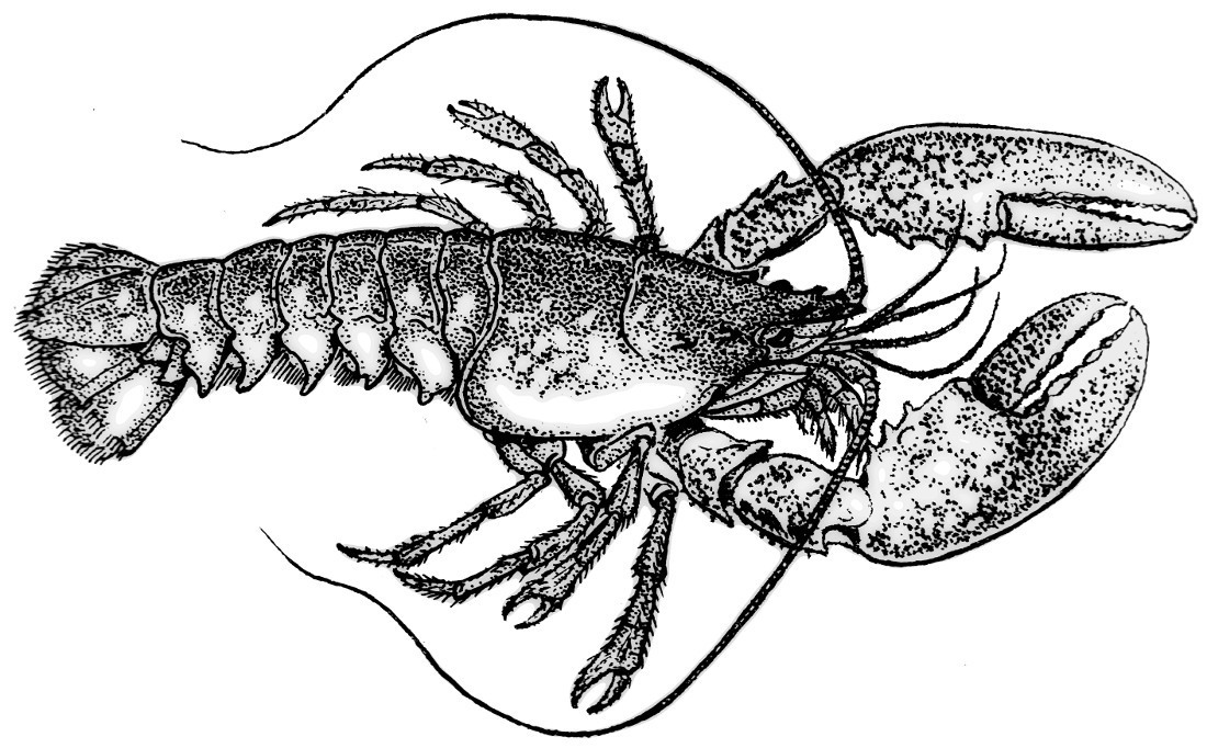 Download Lobster Clipart - Clipart-