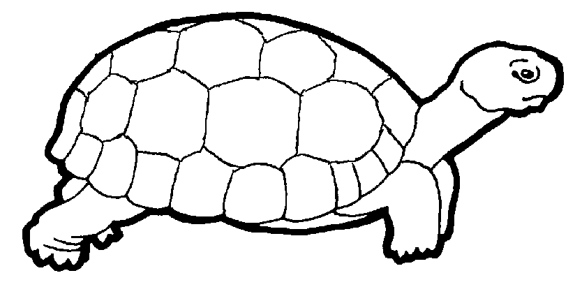 turtle outline ? 834?411 kids coloring pages, printable coloring 